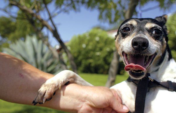 Seeking a Lap to Lie in