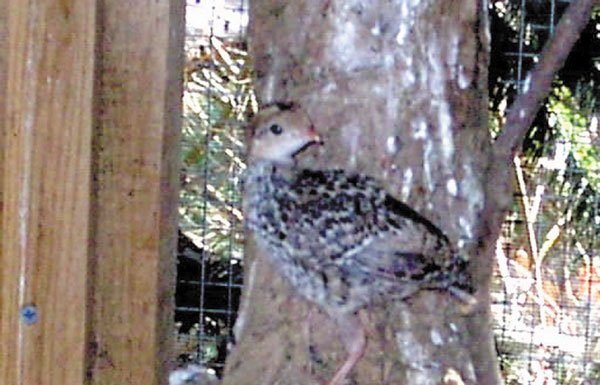 California quail babies find temporary home without mother