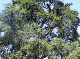 Oak Trees center of development complaint