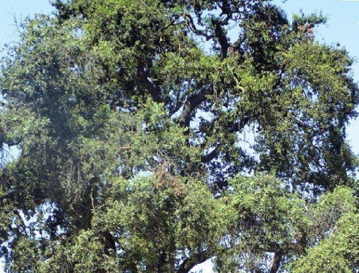 Oak Trees center of development complaint