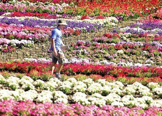 Searching for a bed of … Salvias