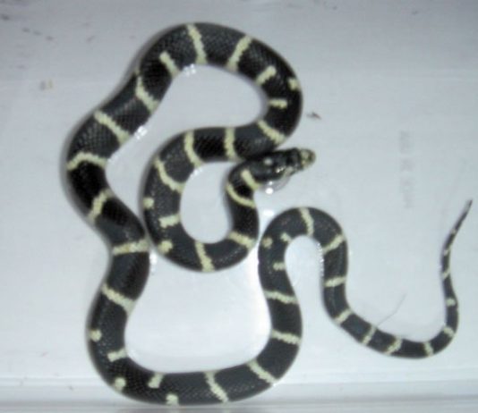W.E.R.C. animal of the month:California King Snake