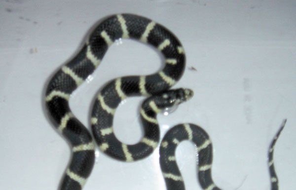 W.E.R.C. animal of the month:California King Snake