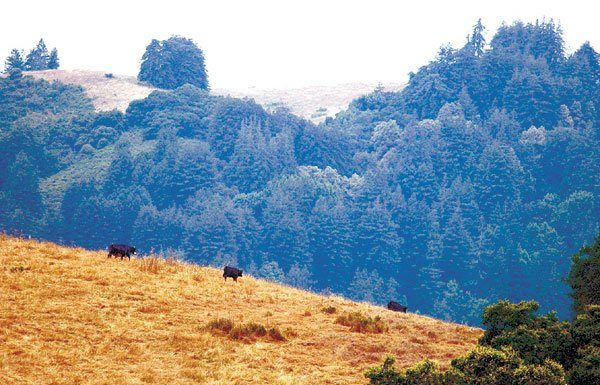 Castro Valley Ranch to be Subdivided