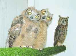 WERC Animal of the Month: Great Horned Owls