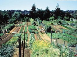 The Biointensive Way