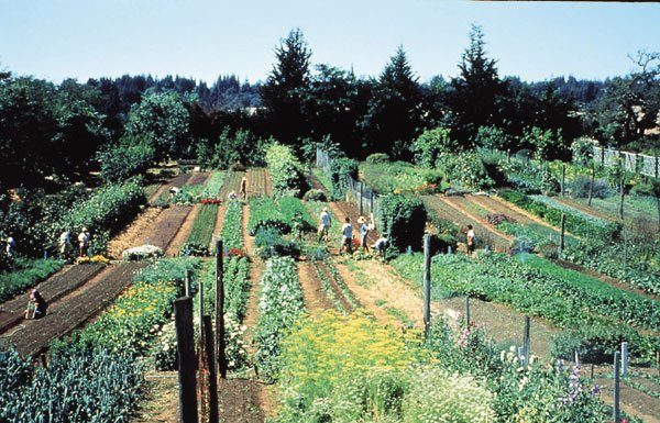 The Biointensive Way