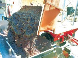 In ‘Grape’ Abundance