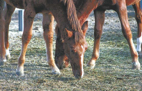 BLM Auctions Off Wild Horses, Burros