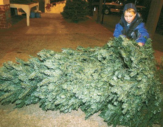 In Search of the Perfect Tree