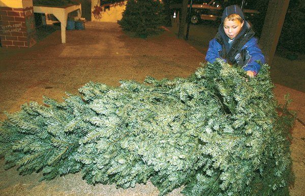 In Search of the Perfect Tree