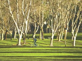 Riding Through the Trees of Gilroy