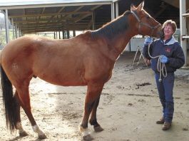 Ranch Plans Stifled by Williamson