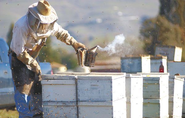 The Keeper of the Bees Checks His Insects