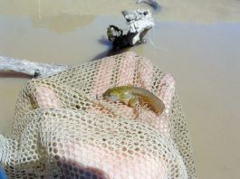 The Well-being of the Webbed