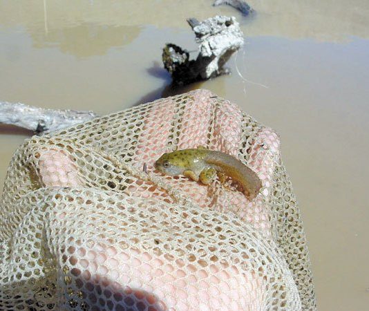 The Well-being of the Webbed