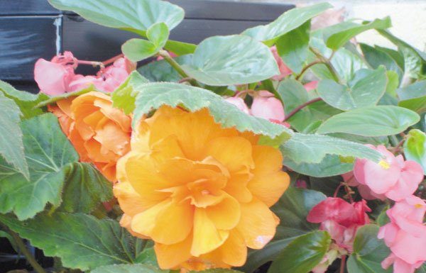 Beautiful Begonias