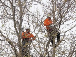 Tree Trimming on Monterey