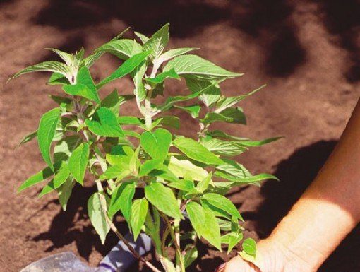 Pint-size Plants Perfect for Small Gardens