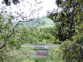 Pajaro Tops Endangered List