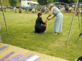 This Show’s for the Dogs