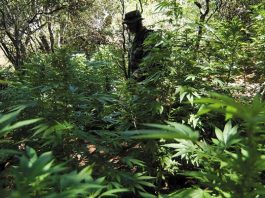 War on Pot Intensifies