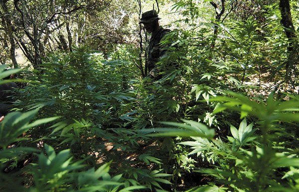 War on Pot Intensifies
