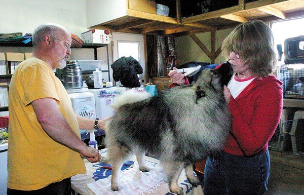 Annual Golden Gate Kennel Club Dog show at Cow Palace