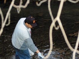 Recent Rains Heal Uvas Creek After Wastewater Spill