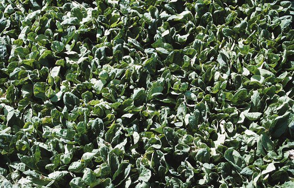 Debate Continues Over Safety of Spinach, Other Leafy Greens