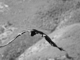 Condors Finally Leave Cages