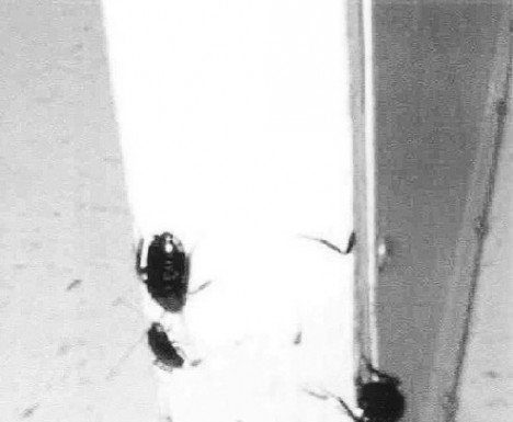 Roach Infestation Bugs Teachers