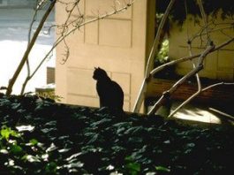 Abandoned Kittens Find Home Despite ‘Runaround’