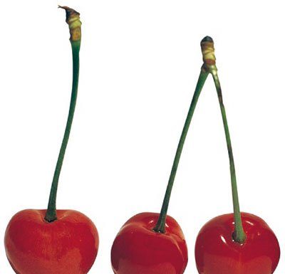 A Cherry Extravaganza