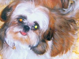 Animal Rescuers Show Their Human Side