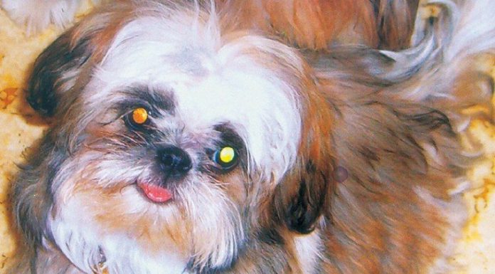 Animal Rescuers Show Their Human Side