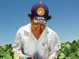 County Crops Drop in Sales