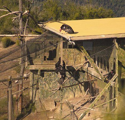 Two Condors Home Awaiting Their Release