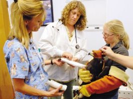 Injured Golden Eagle on the Road to Recovery