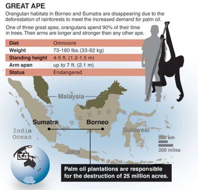 Endangered Orangutans