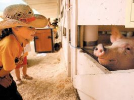 Gloomy Skies Don’t Dim Hopes of Old Fashioned County Fair