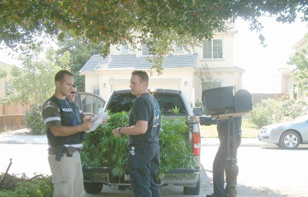 Broken Fence Leads to 118 Pot Plants