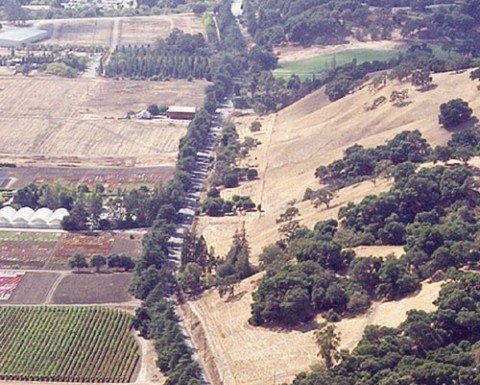 Saving History May Not Save Cedar Trees