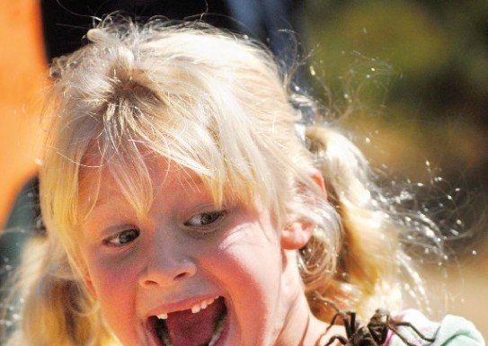 Not So Itsy Bitsy Spiders