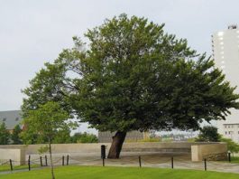 Survivor Tree is symbol of hope