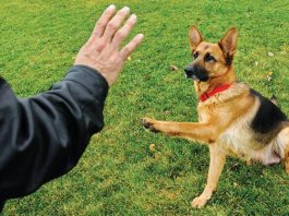 Becoming a legend: Local dog’s road to stardom