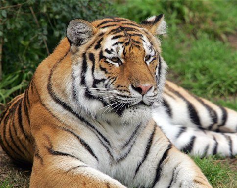 Police: Tiger attack victim admitted drinking, some taunting
