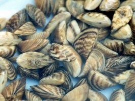Another western state confirms zebra mussel presence