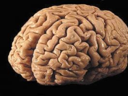 Strengthen your mind with Science Alive, Puzzle Day