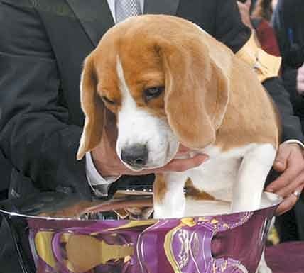 Bellowing beagle shines at Westminster